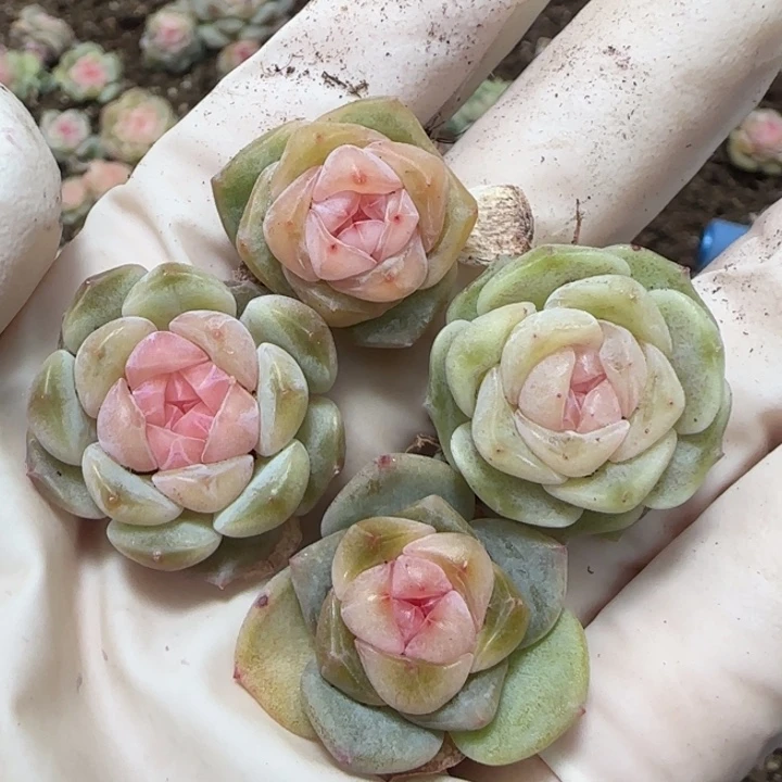 23号王者系列一盒