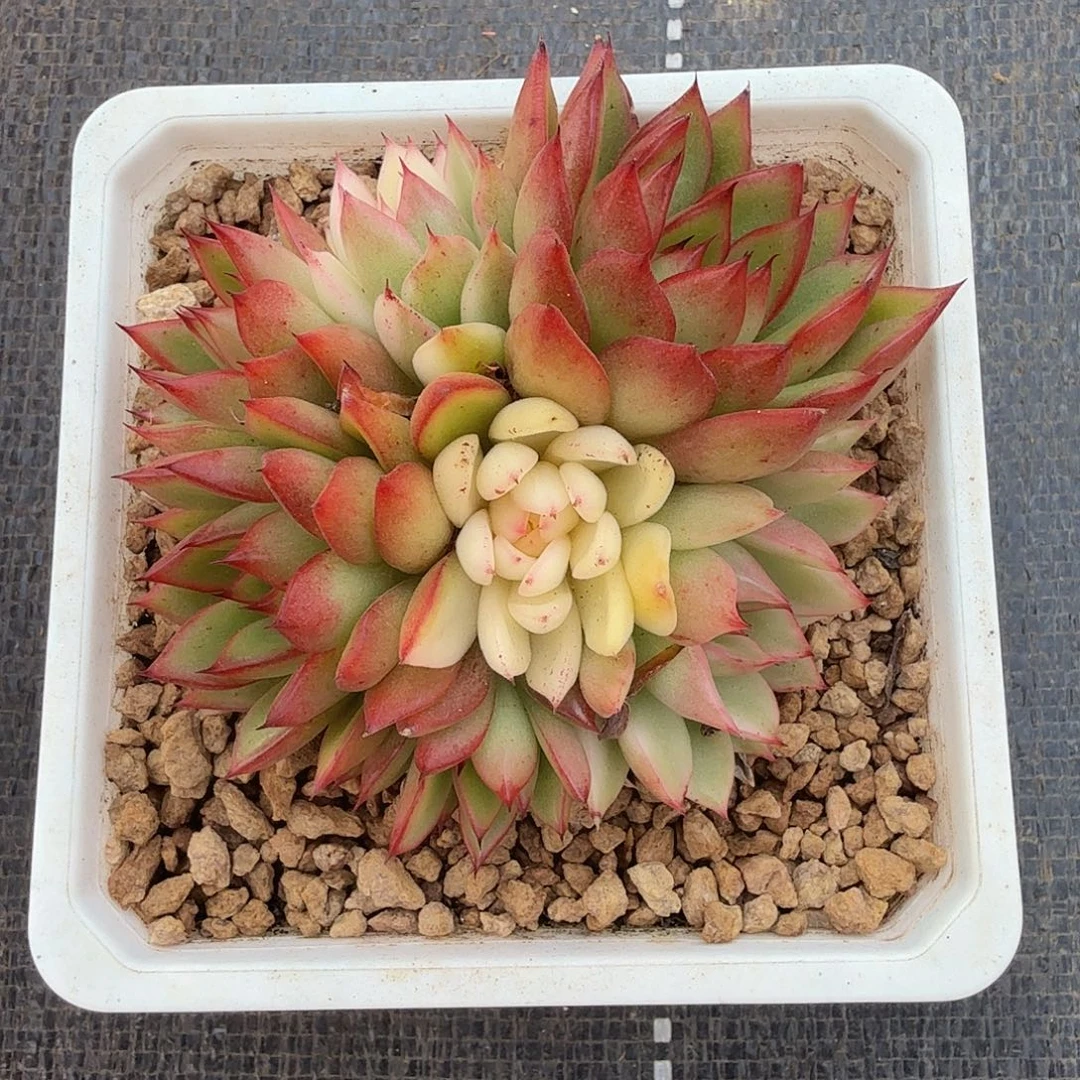 白茶花锦底座锦上园艺一物一拍