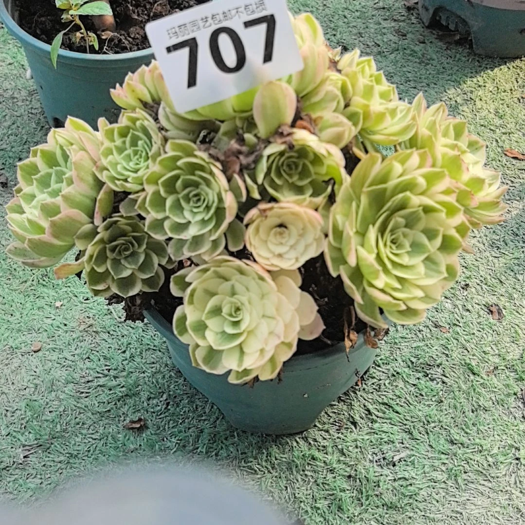 701粉体海王2-8花