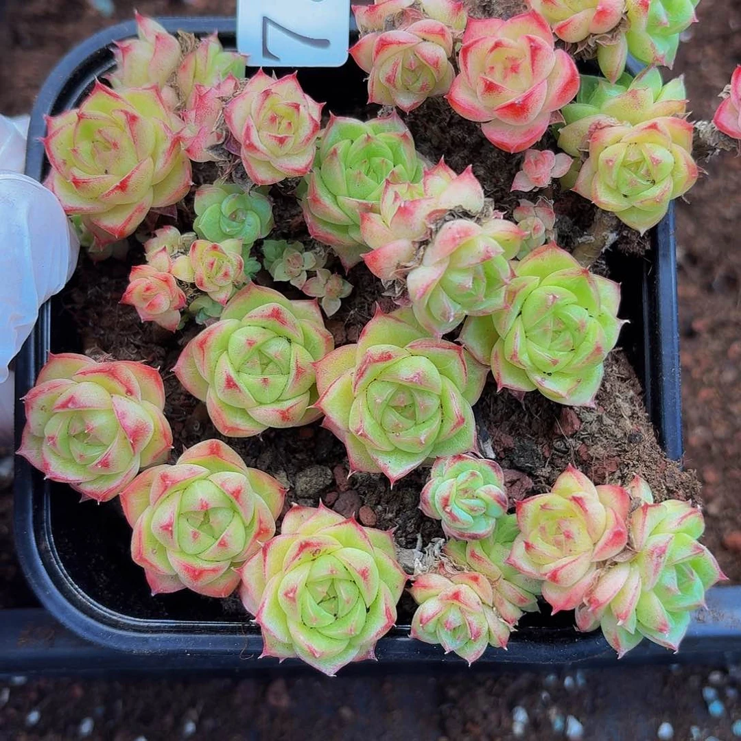 多肉植物多肉植物73