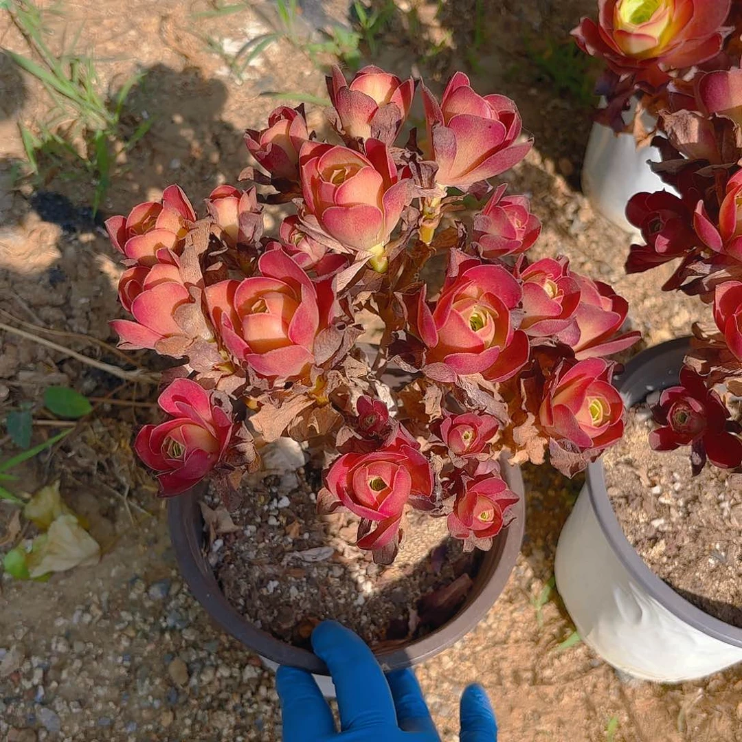 魅金砍头群多肉植物上