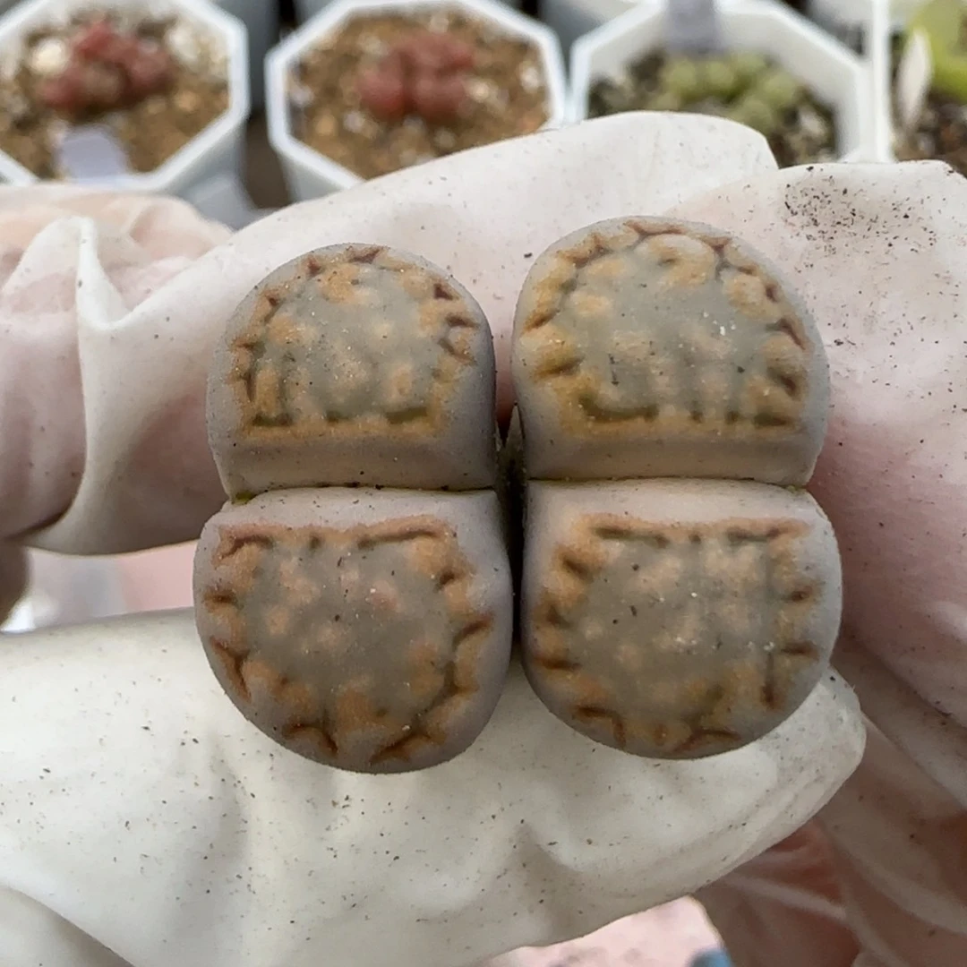 在****愈2。9。7014。饼干。！n