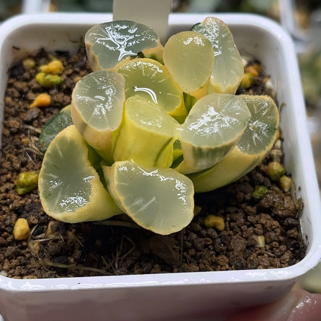 553糊斑欧大宝万象锦