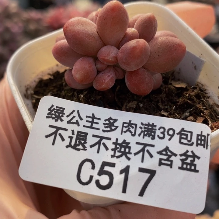 芒果奶3cm517多肉植物