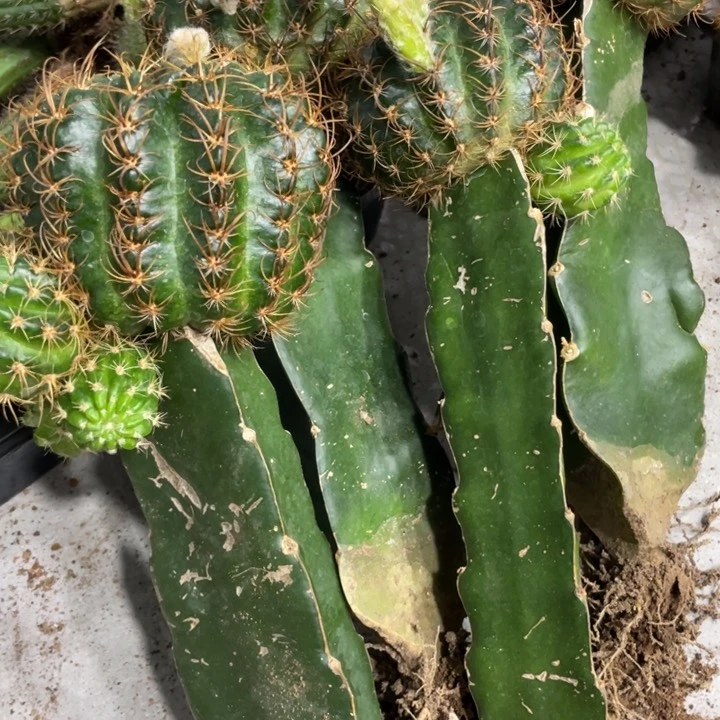 进口丽花L33超大母本带花苞