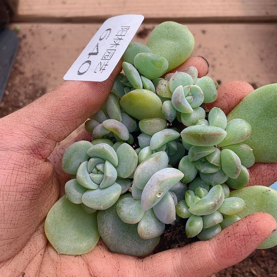 多肉植物多肉植物640