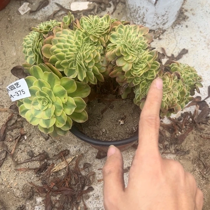雨荷缀多肉植物375