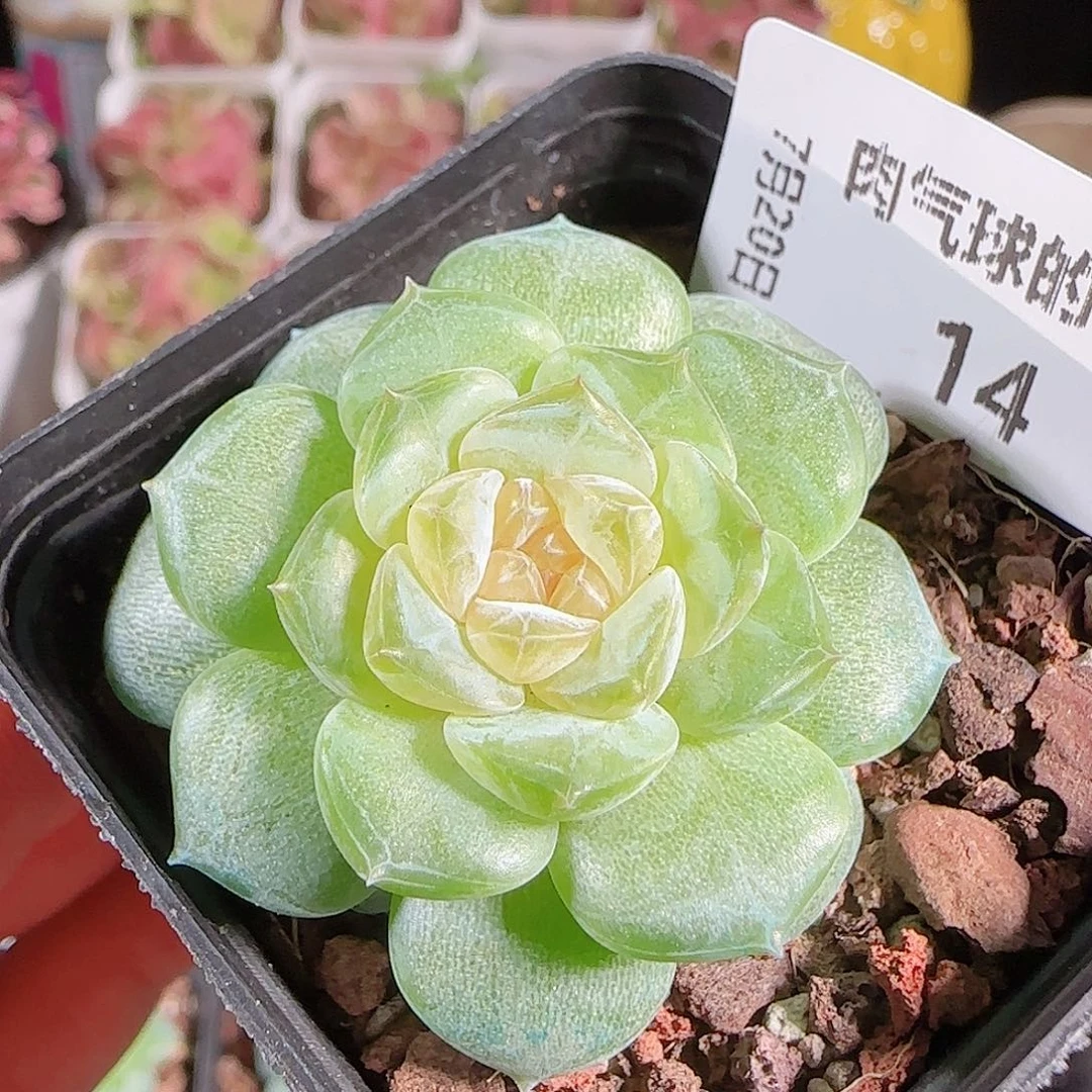 0720-:-14初夏糖心珍妮