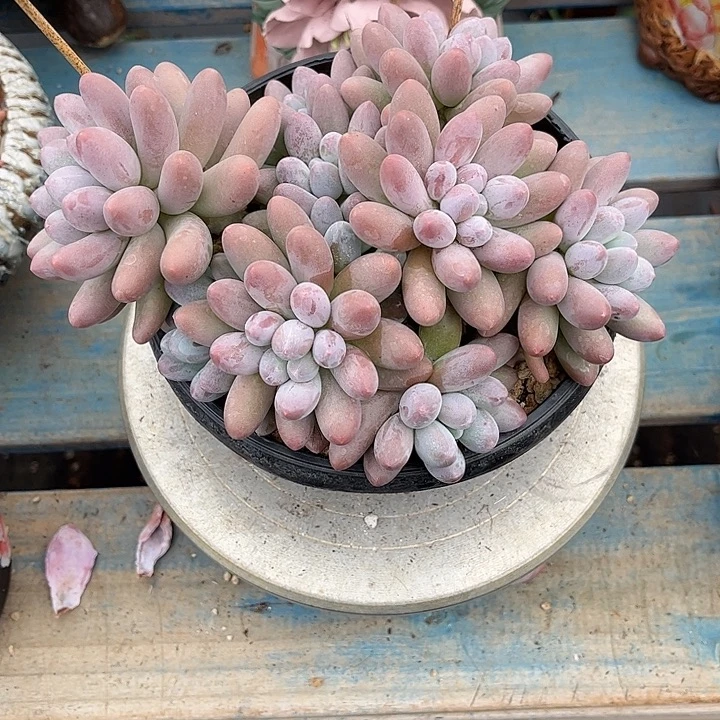 寄养多肉植物一物一拍