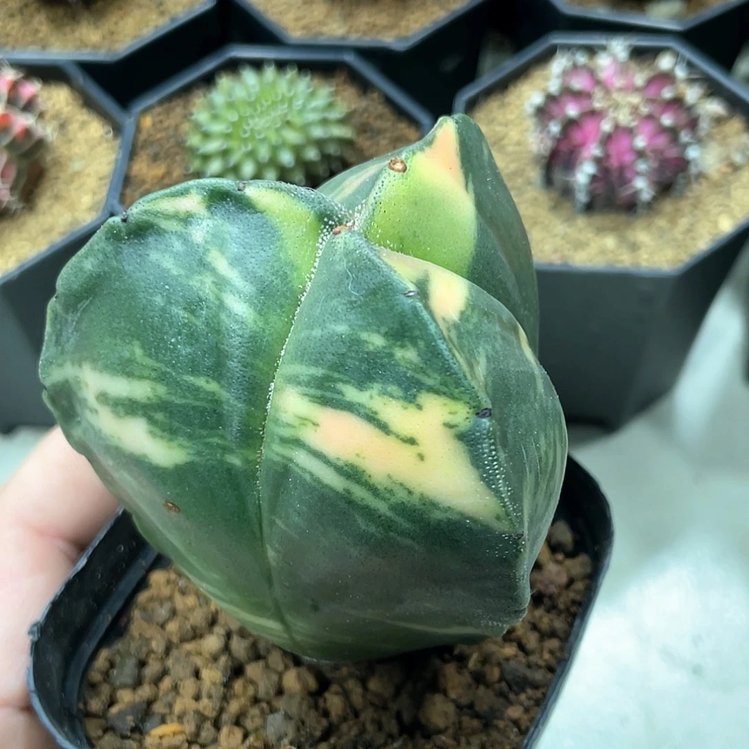 实生根系，三角鸾凤玉锦