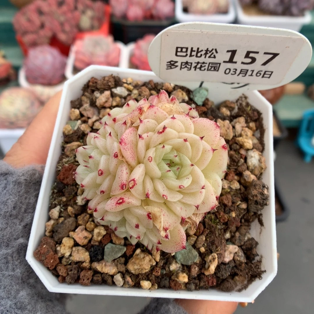 157球形麦杆多肉植物