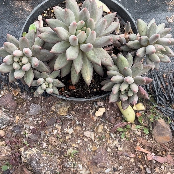 鹤***影水晶球，一物一拍，