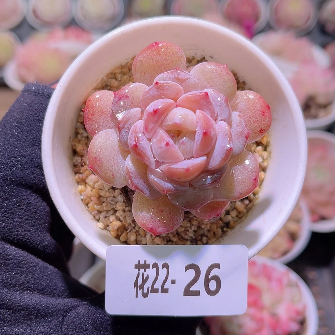 花利美22-26红胖子