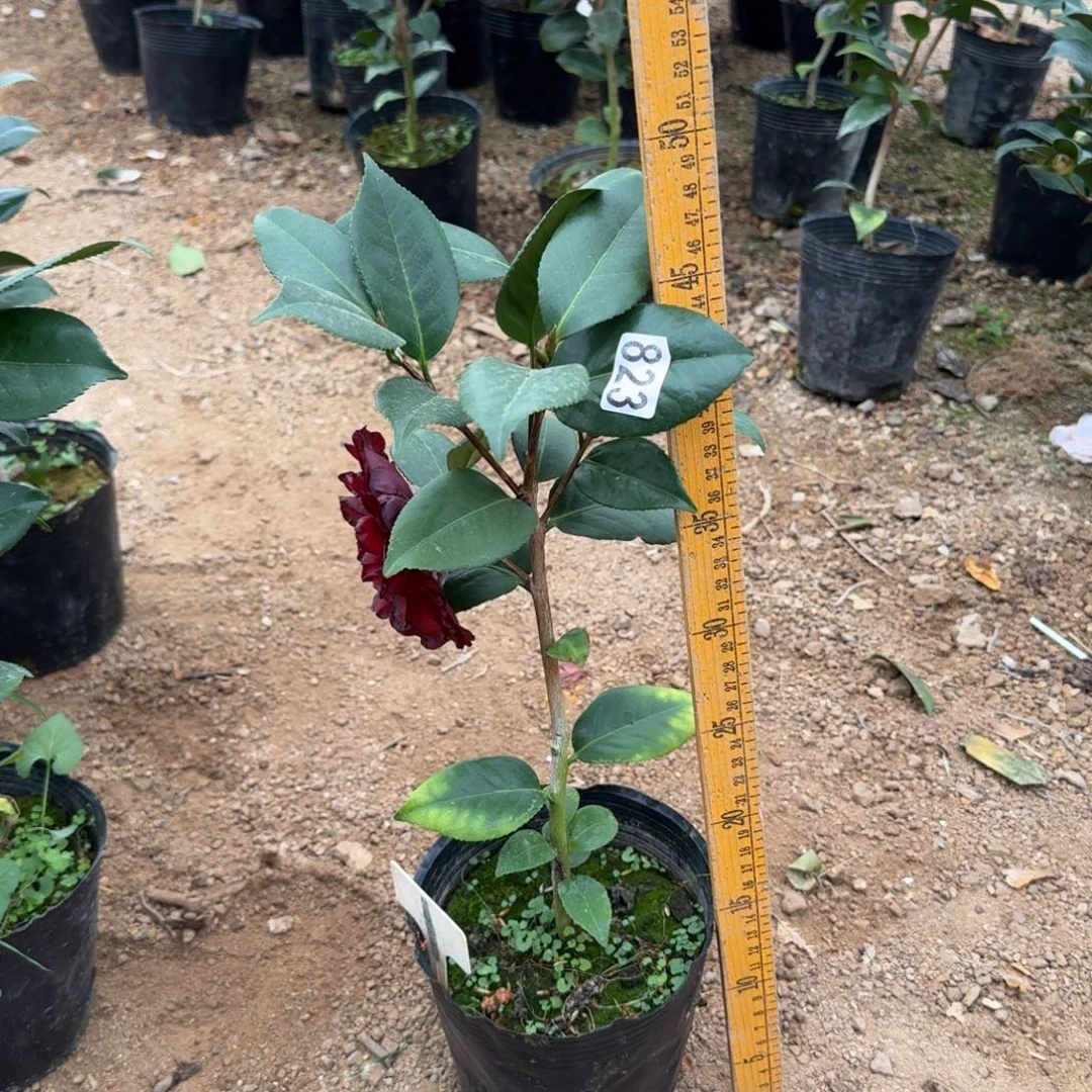 少量花朵（建议范围：2朵-5朵 或40%以下）823纯青黑