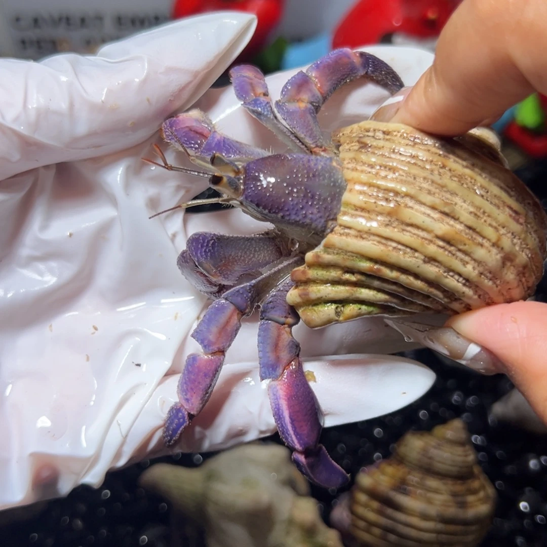 紫色紫陆口径2.6口