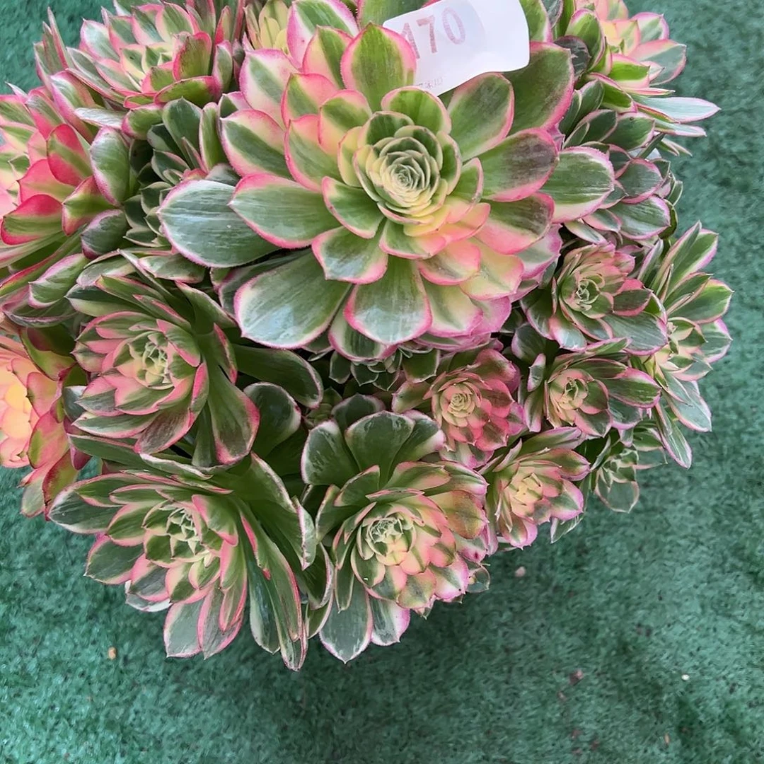 z***v170海仙多肉植物法师