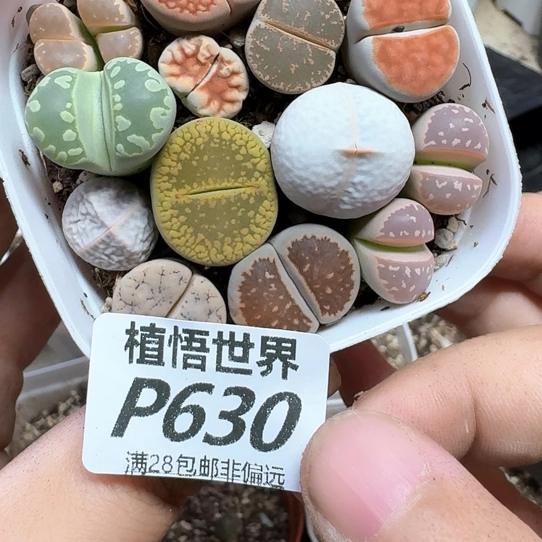 多肉植物的润泽地方