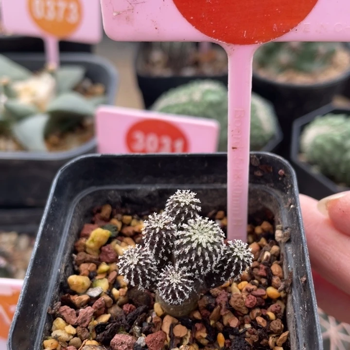 实生精巧甸刺缀群2584