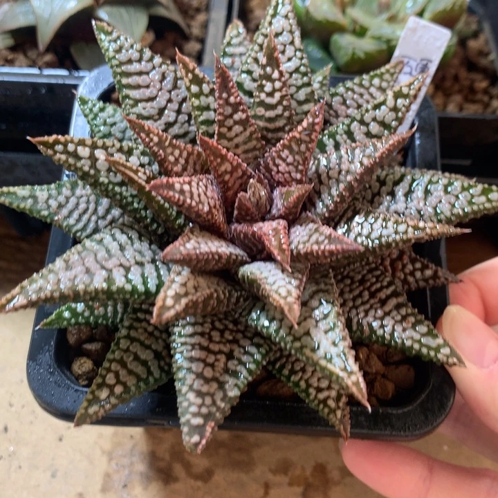 实生硬叶一物一拍