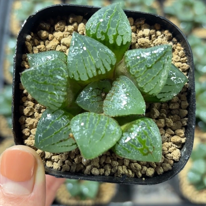 青指姬多肉植物666