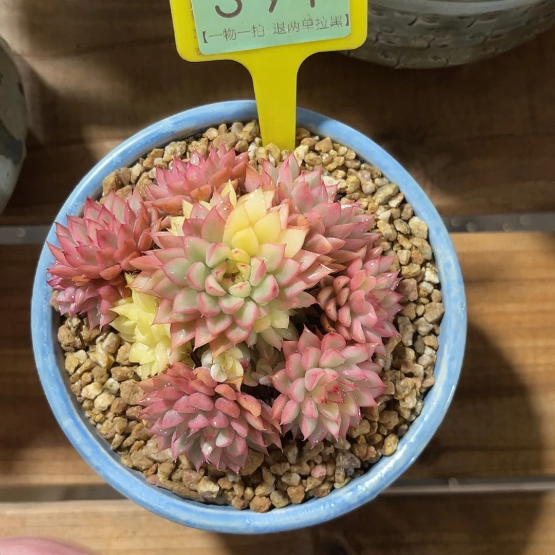 X***x云尘多肉一物一拍391不含盆