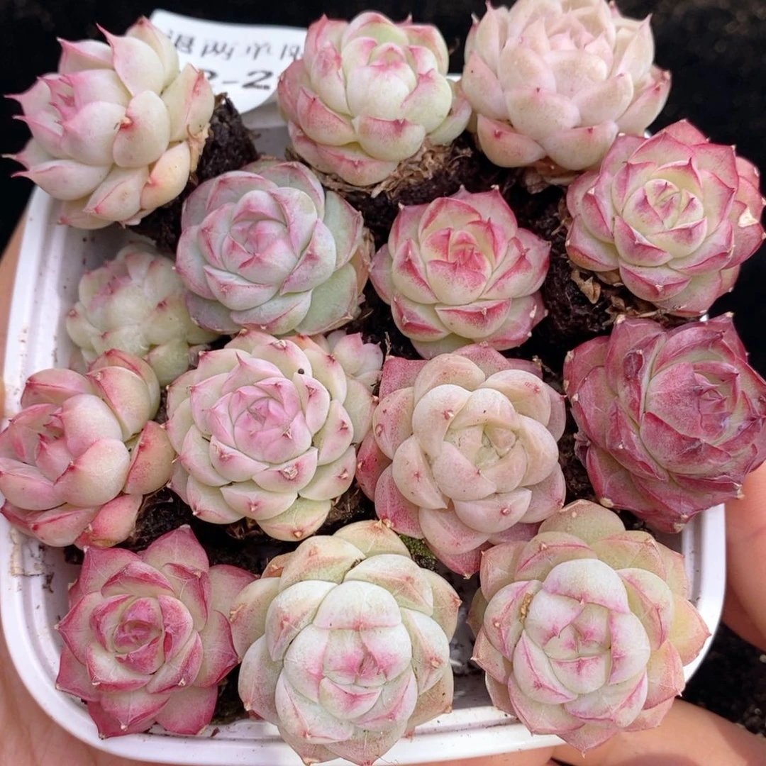 2-23  除新疆西藏内蒙一单包邮 尺寸 2到3厘米