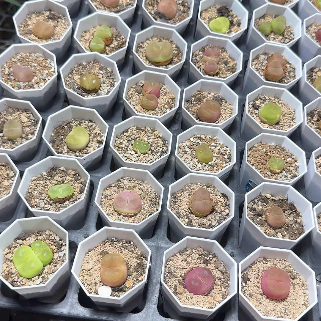 凌**海多肉植物满20包邮