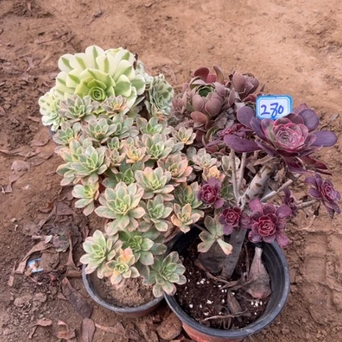 280多肉植物组合,