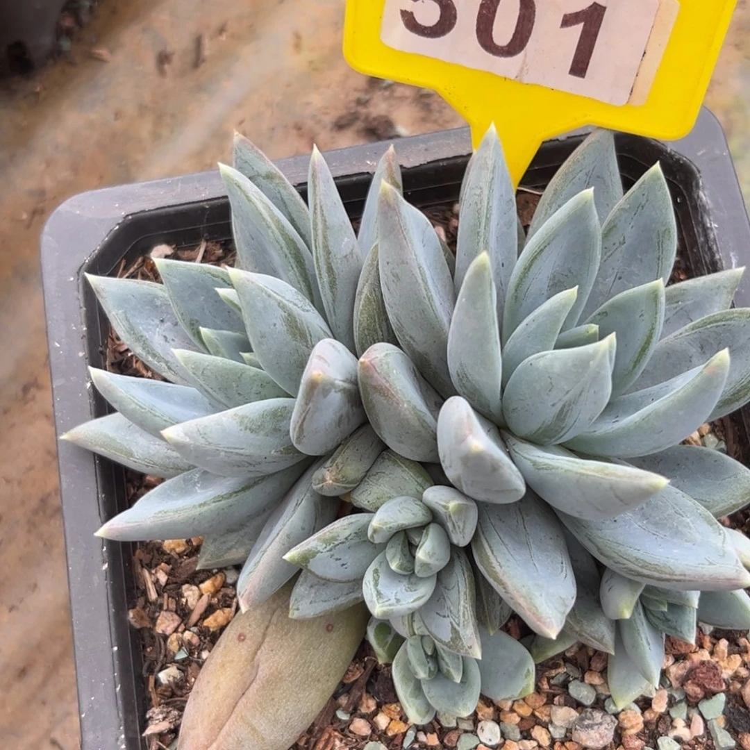 红蛋多肉植物501.