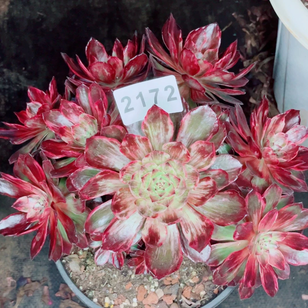 新品半夏特价多肉