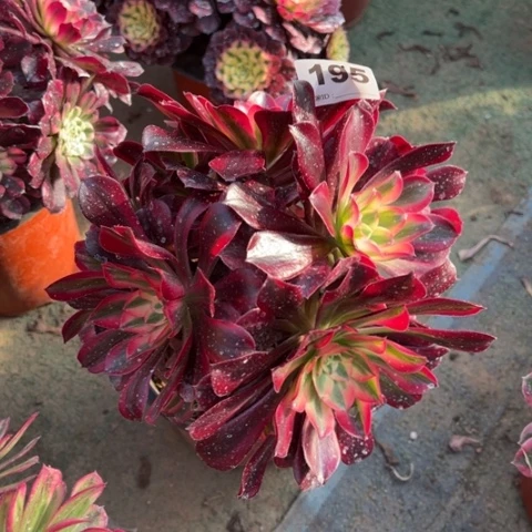 195美杜莎朵朵多肉