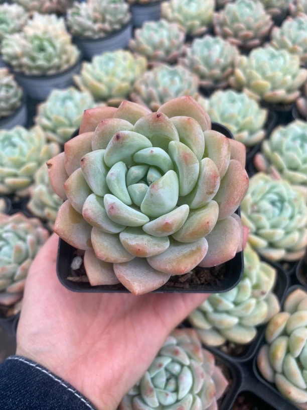 【一颗包邮】7厘米盆OP冰玉多肉精控老桩群生多肉精品绿植新手