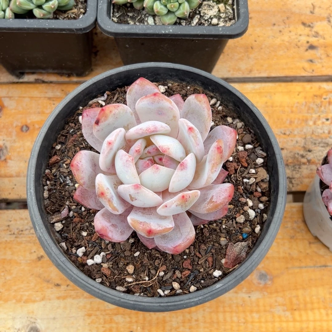 多肉单头橙子【非偏远地区满18包邮】