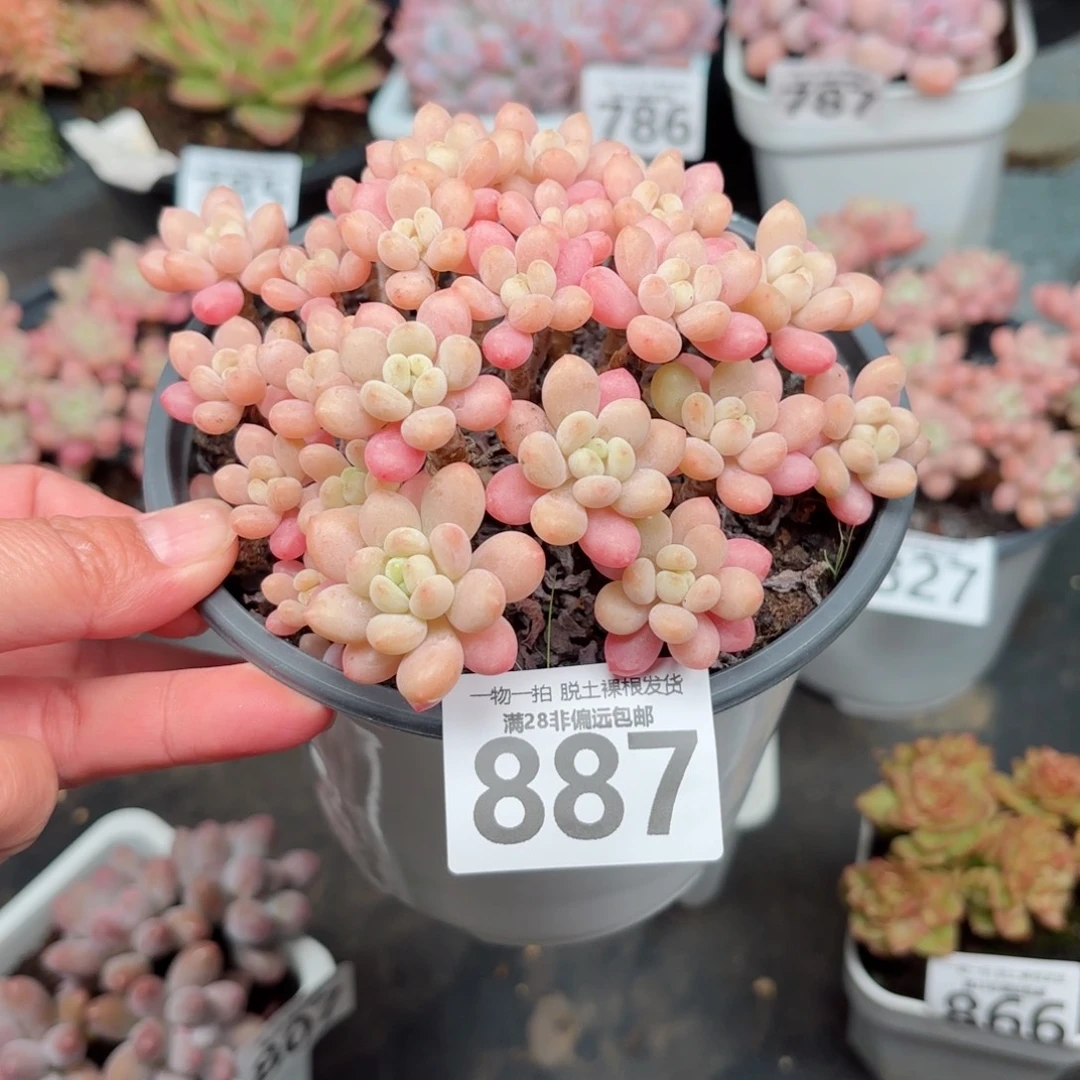 鱼子酱老桩无盆土发货