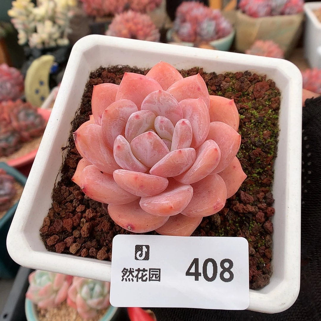 408橘子梦露多肉植物