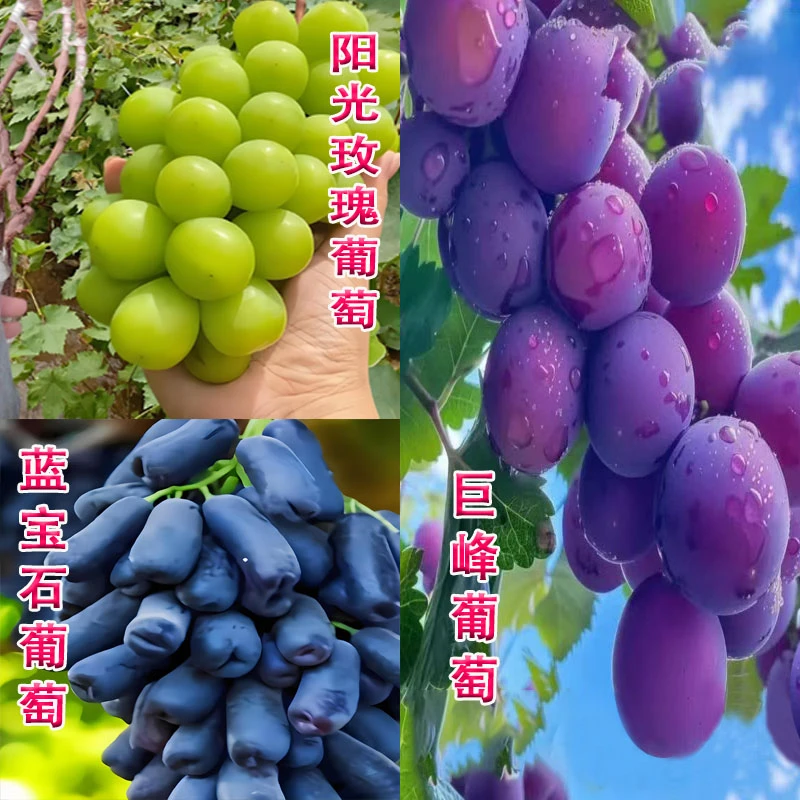 阳光玫瑰蓝宝石巨峰葡萄苗南北方种植盆栽地栽抗旱耐寒基地直销!