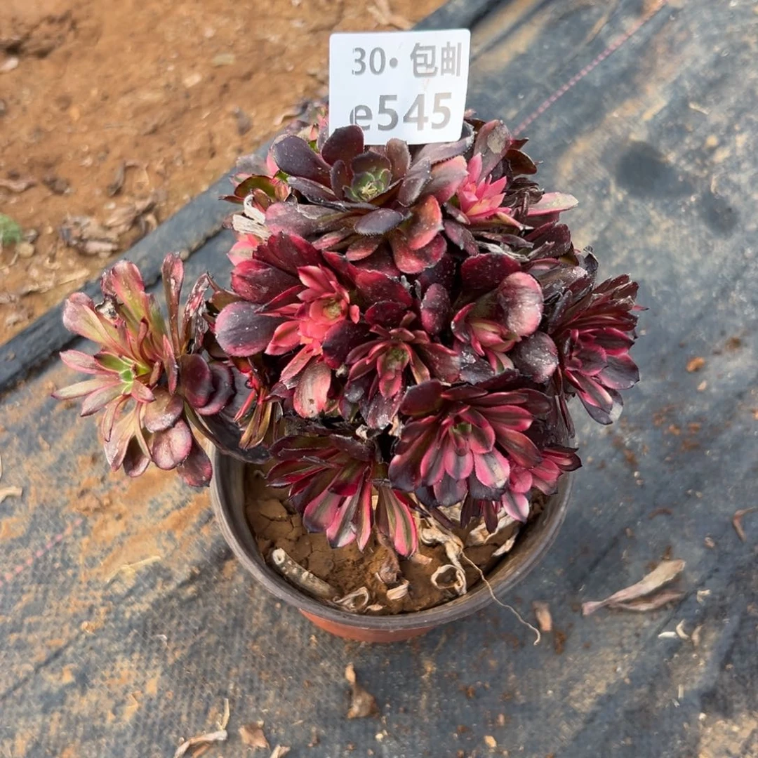 阳****姐545 美肌多肉法师