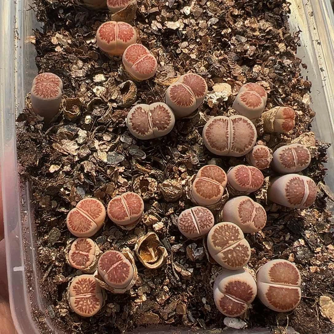 4609数量不多品质很高