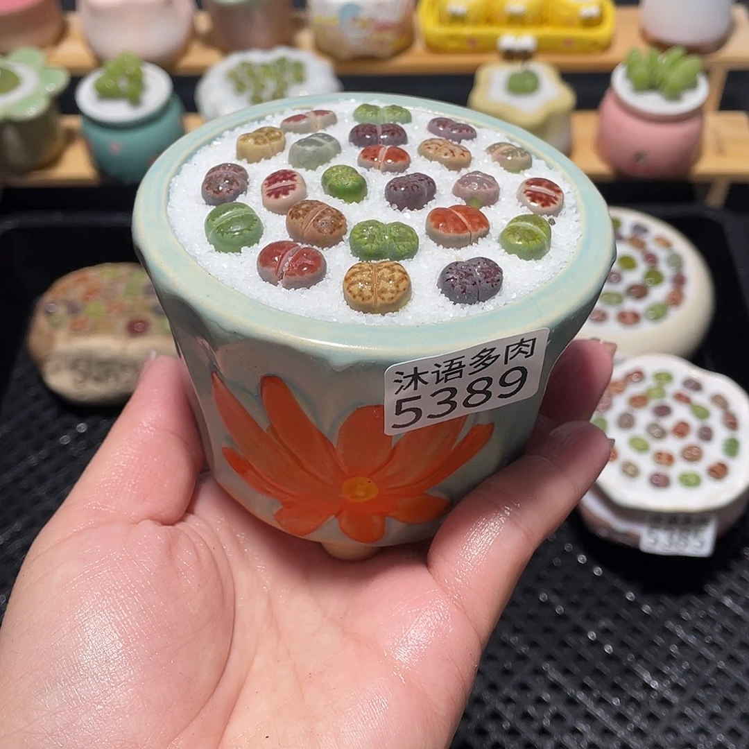 带盆土植物 一物一拍5389