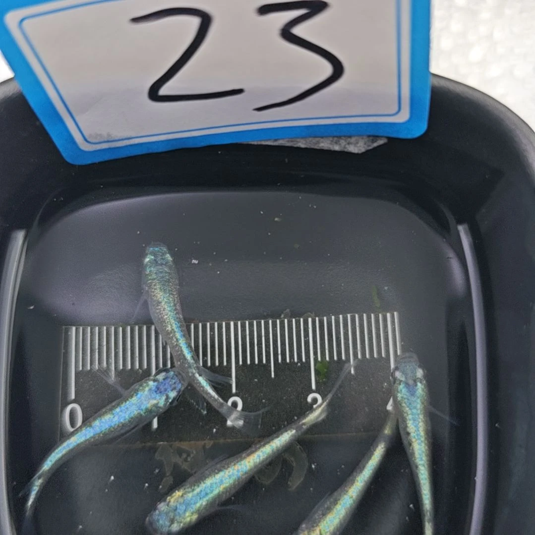 青鳉鱼观背青鳉海王星一组23号