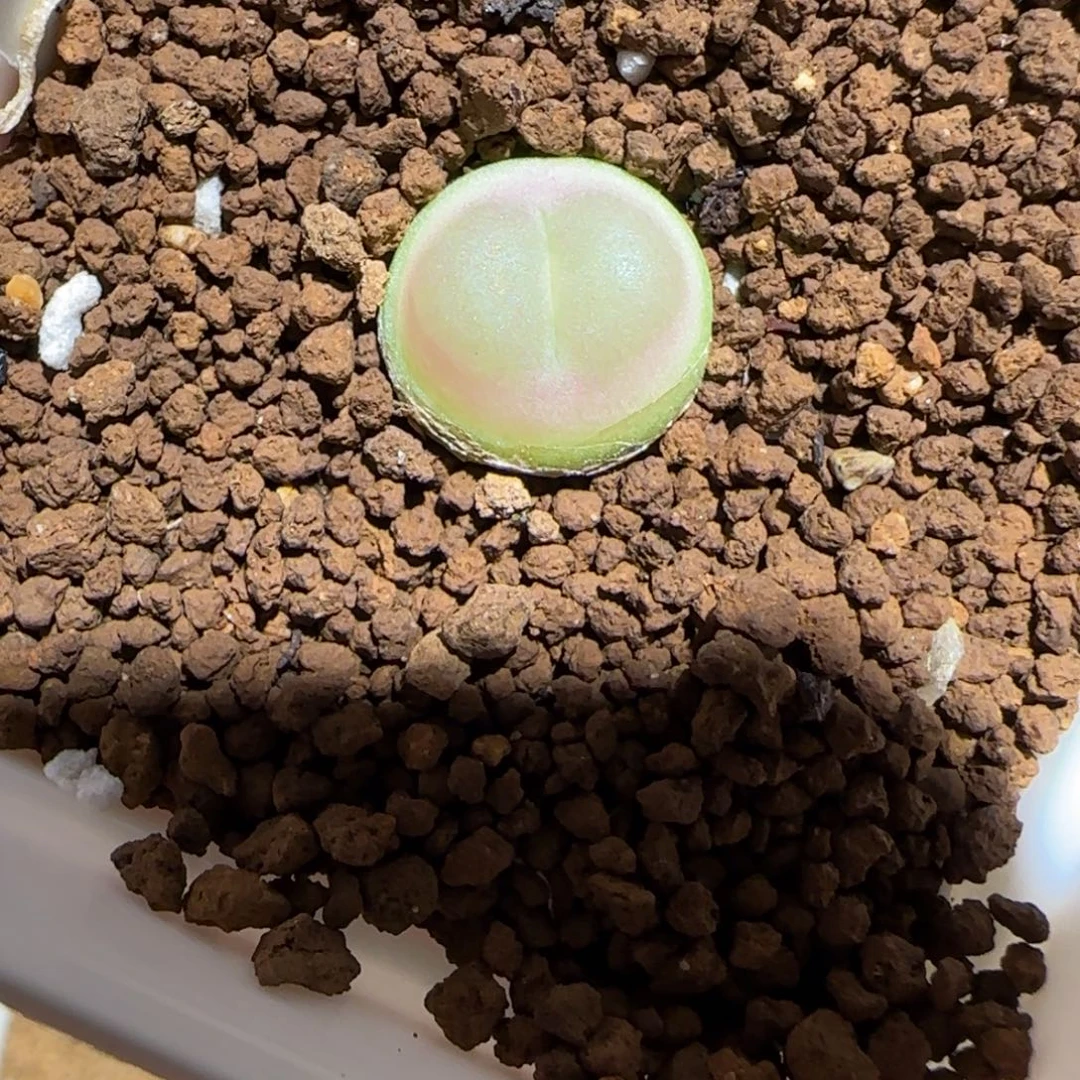 肉锥多肉植物组合-日式拉登12