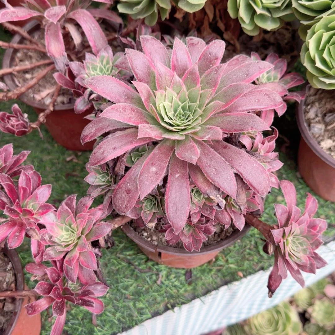 无花朵孔雀锦紧凑型