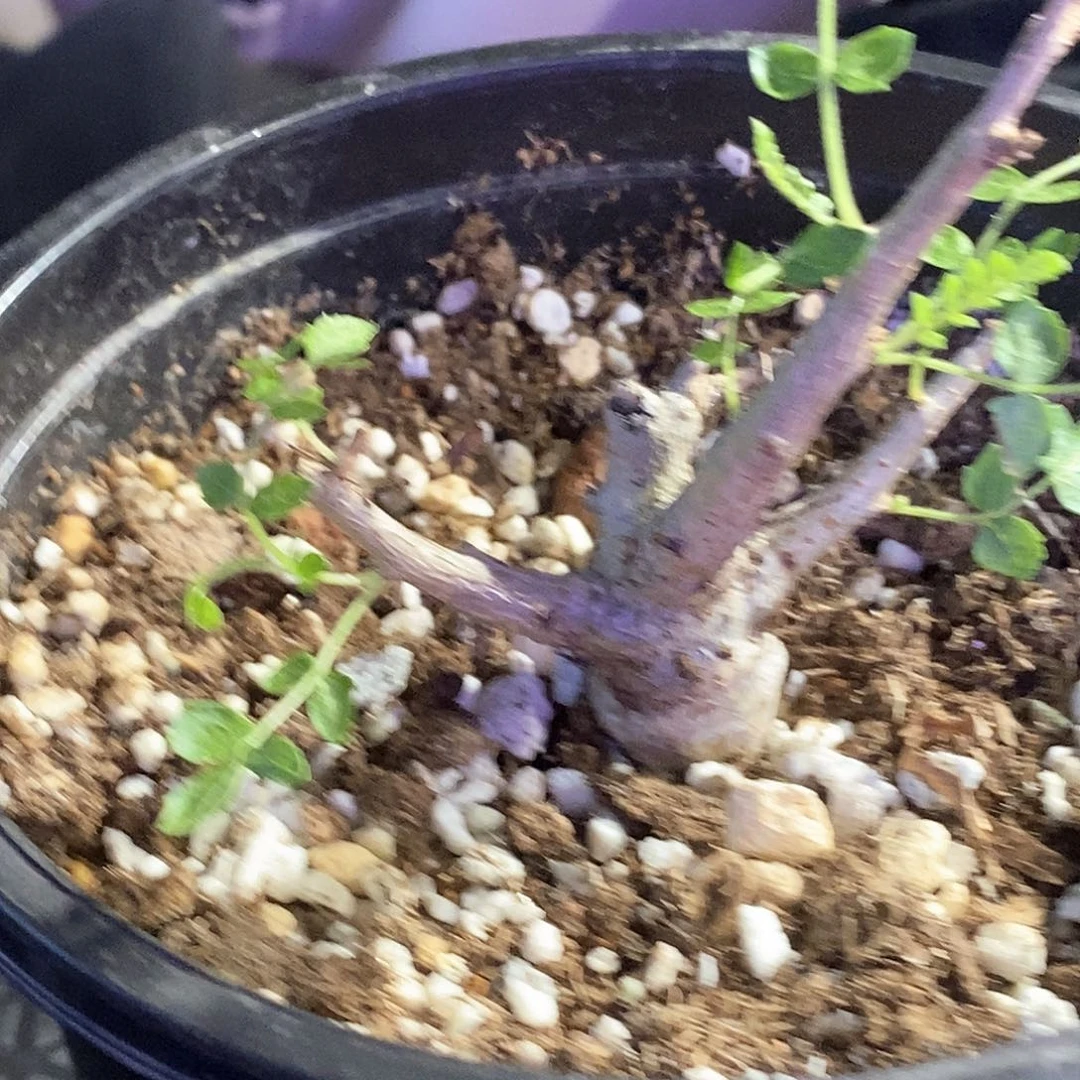 尼勒达乳香一个实生