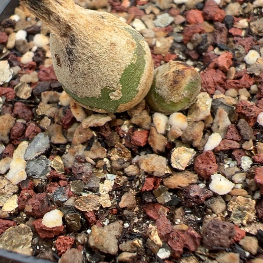26-51量拍哈莫冰晶汤圆兔子一颗