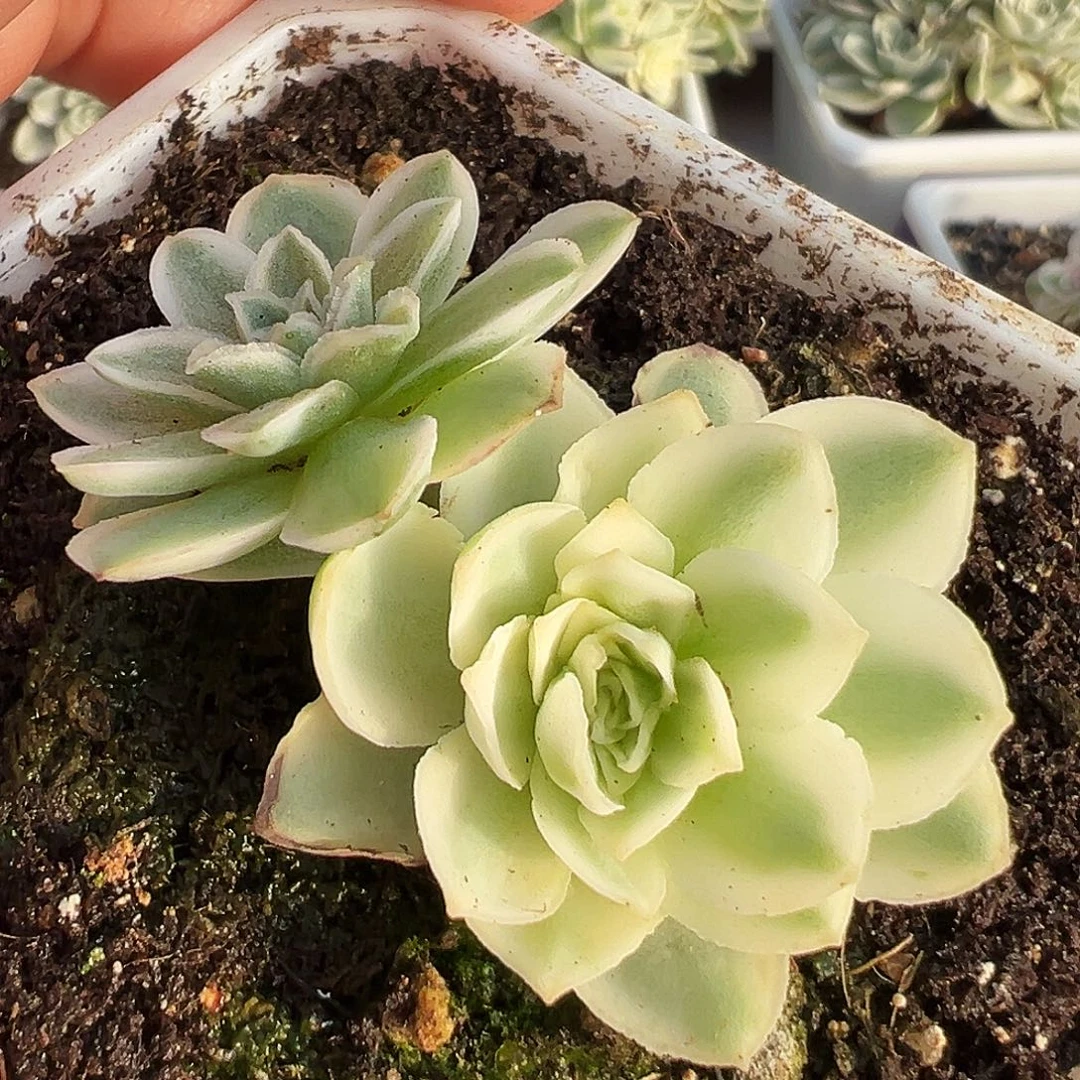 山地玫瑰锦秋夕894号