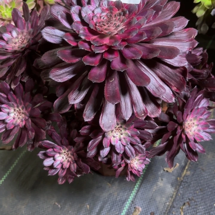 Q*姐瑞妈一物一拍053开花了