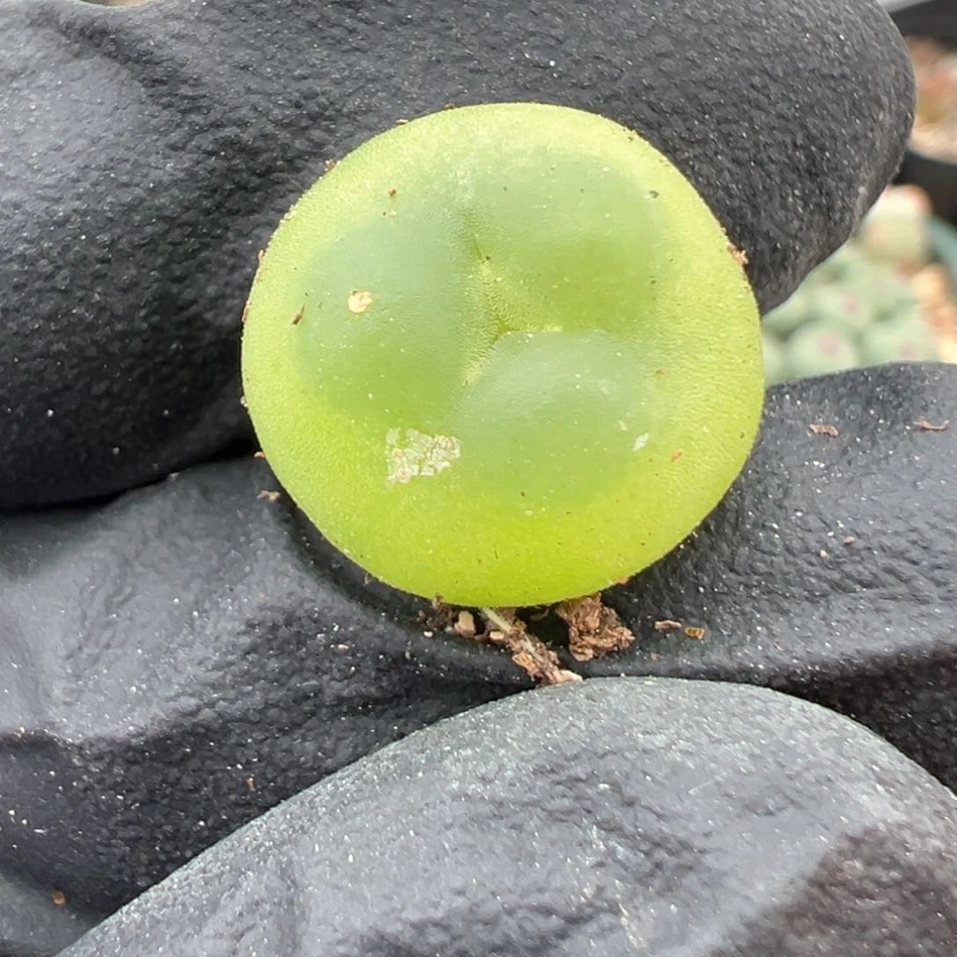 468号大奔拉登。