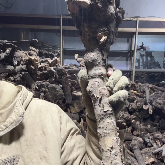 香榧木鹰**空火琉璃的毛料摆件