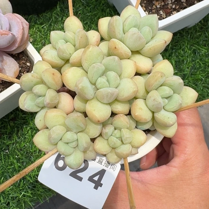 泡泡糖群生整装无砍