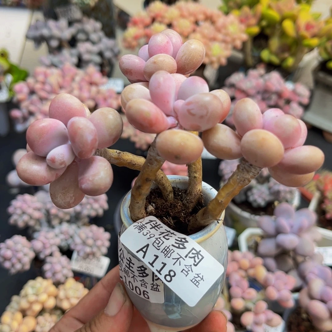 118糖果桃蛋9cm多肉植物